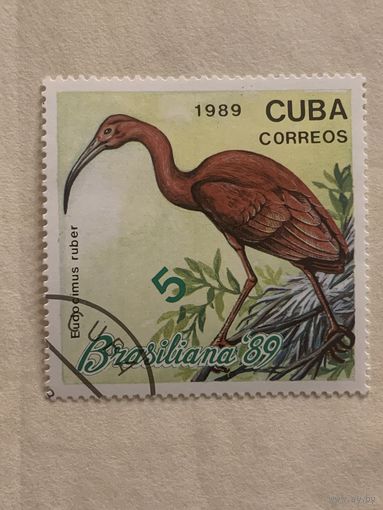 Куба 1989. Фауна. Птицы. Eudocimus Ruber
