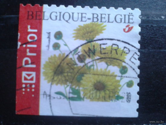 Бельгия 2005 Хризантемы, углвая марка в буклете