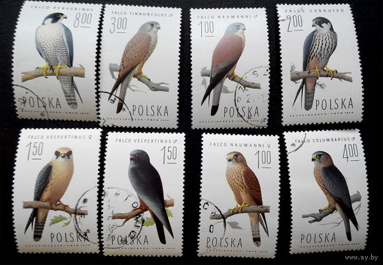 Польша 1974 г. Хищные птицы. Фауна, полная серия из 8 марок #0096-Ф1