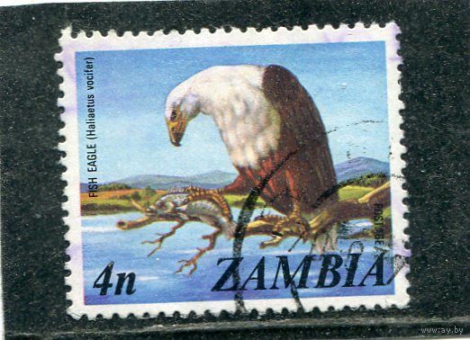 Замбия. Фауна. Орлан-крикун