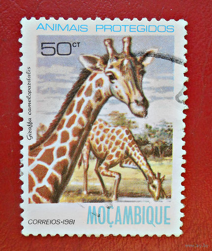 Мозамбик, 1981г., фауна, жирафы