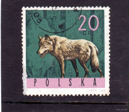 Польша.Ми-1635.Волк (Canis lupus) Серия: Животные.1965.