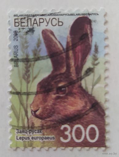 Беларусь 2008, заяц-русак