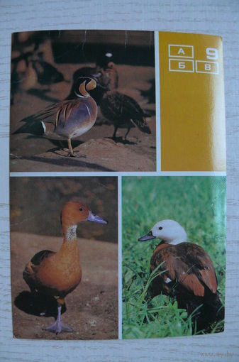 Чирок-клоктун. Новозеландский огарь. Рыжая свистящая утка; 1988, из серии "Птицы Московского зоопарка".
