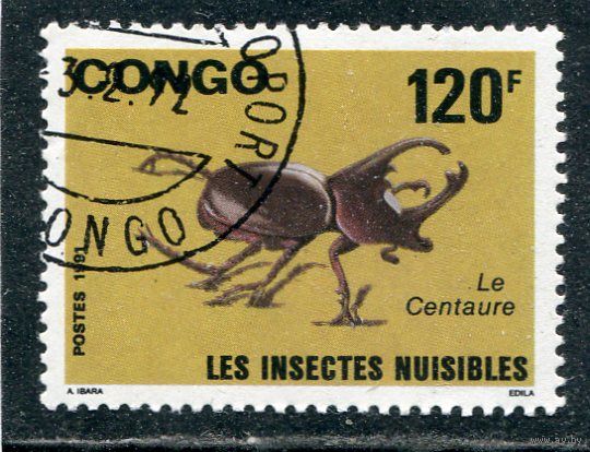 Французское Конго. Фауна. Жук
