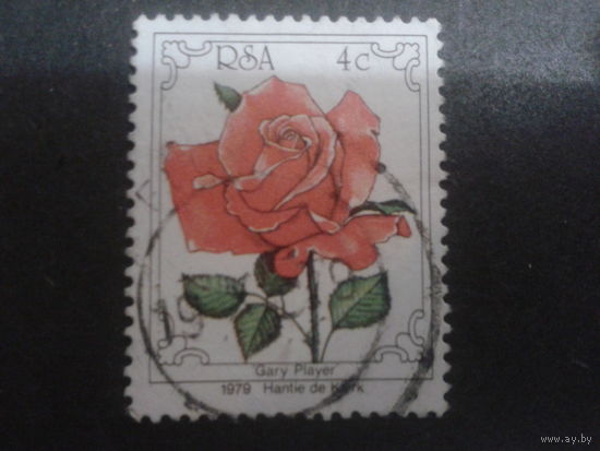 ЮАР 1979 роза