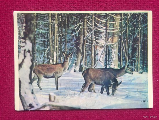 Беловежская пуща. Олени в зимнем лесу. Гиппенрейтер. 1963 г. Чистая.