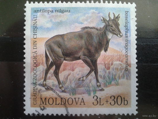 Молдова 2001 Антилопа, концевая марка серии Михель-4,0 евро гаш