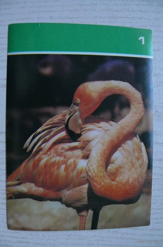 Красный фламинго; 1988, из серии "Птицы Московского зоопарка".