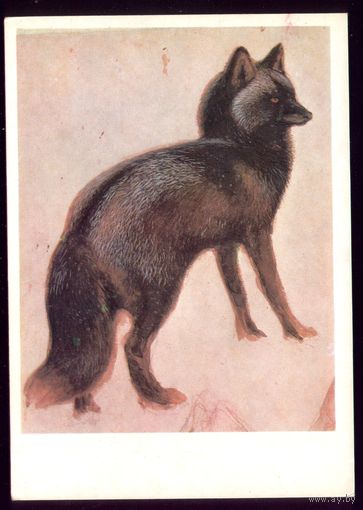 В.Ватагин Серебристо-чёрная лисица