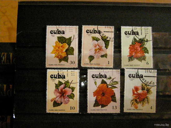 Куба флора цветы