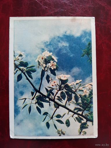 Цвет яблони фото Л. Раскина 1961 год