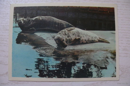 Балтийские тюлени; 1963, чистая.