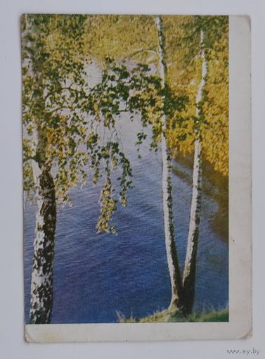 Почтовая карточка 1962 г. "Подмосковье. Берёзы у воды". Фото Л. Раскина.