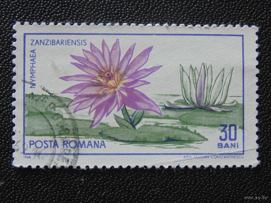 Румыния 1965 г. Цветы.