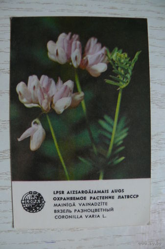 Календарик, 1981, Вязель разноцветный, из серии "Охраняемые растения Латвийской ССР".