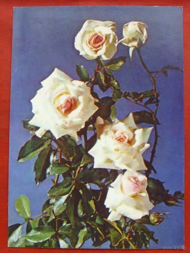 Роза " Шнееванзее ". Чистая. 1983 года. Фото Резникова. 1431.