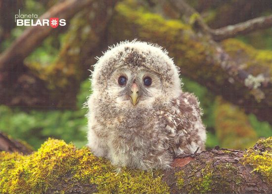 Беларусь 2019 посткроссинг открытка фауна  птенец неясыти