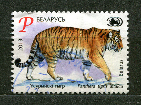 Уссурийский тигр. Беларусь. 2013