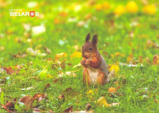 Беларусь 2019 посткроссинг открытка фауна белка