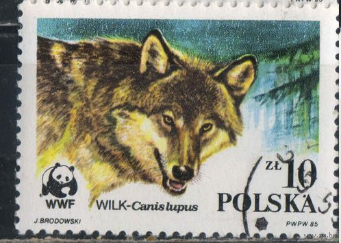 Польша ПНР 1985 Волк фауна