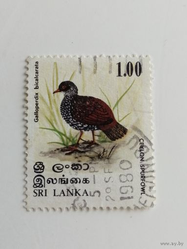 Шри Ланка 1979. Птицы
