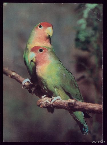 1982 год Волнистые попугаи