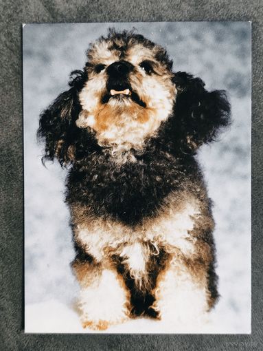 Календарик Собака 2000