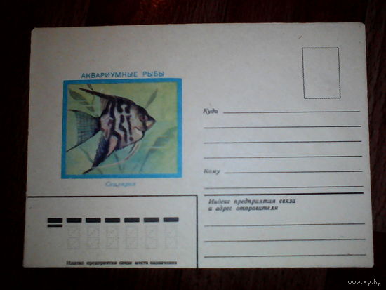 Конверт.1982 год. Аквариумные рыбы. Скалярия