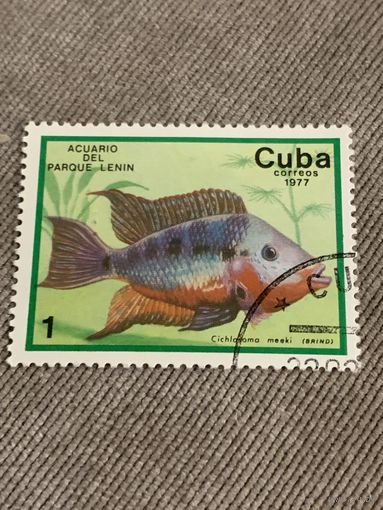 Куба 1977. Рыбы. Cochlahoma meeki. Марка из серии