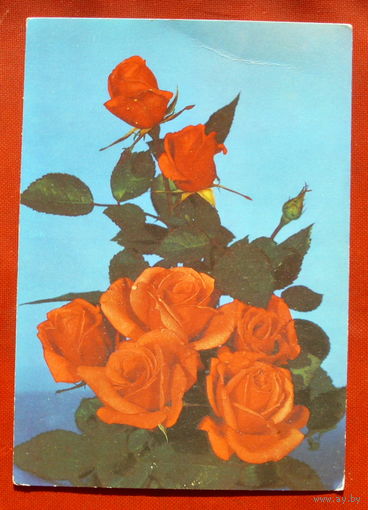 Розы. Чистая. 1981 года. Фото Тужикова. 1800.