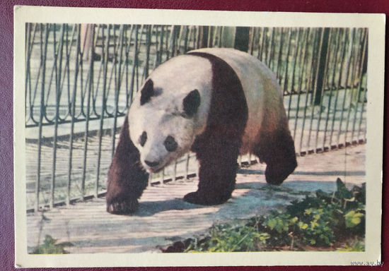 Игнатович Е. Бамбуковый медведь. 1963 г. Чистая.