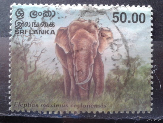 Шри-Ланка 1998 Слон
