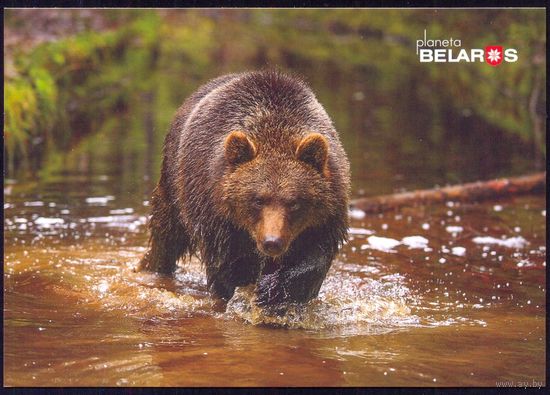 Беларусь 2019 посткроссинг открытка фауна медведь