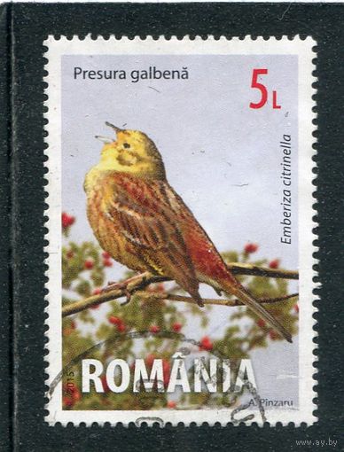 Румыния. Обыкновенная овсянка