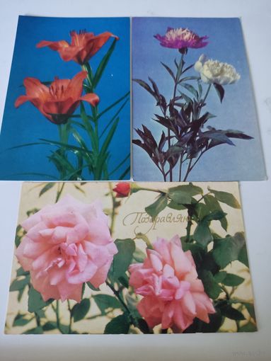 3 открытки СССР с цветами (1 чистая, 2 подписаны)