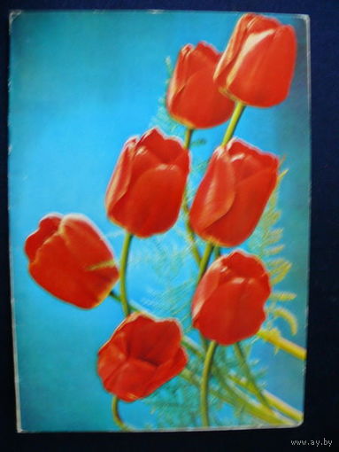 Фото Костенко Г., Тюльпаны, 1982, двойная, чистая, увеличенный формат.