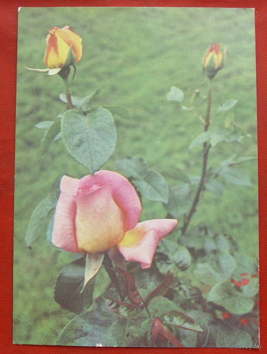 Роза Чайно-гибридная. Чистая. 1976 года. Фото Папикьняна. 1443.