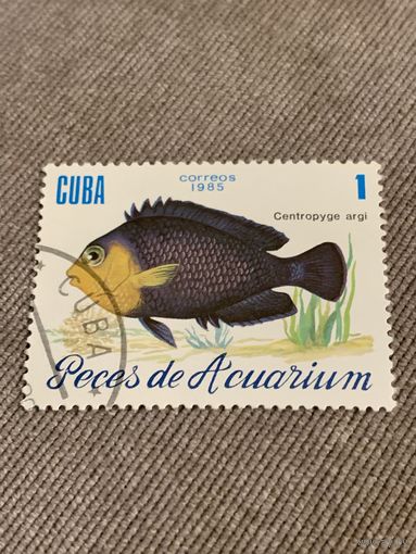 Куба 1985. Рыбы. Centropyge Argi. Марка из серии