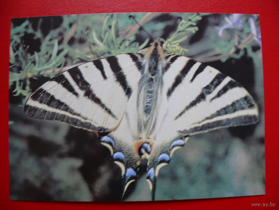 Кашо В.(фото), Бабочка падалирий, 1990, чистая.