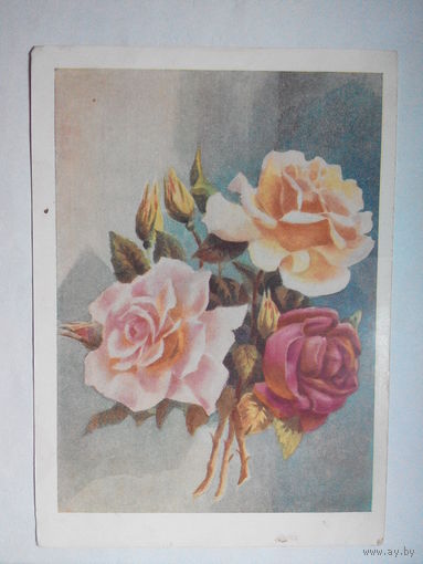 Лебедев К., Розы. Цветы. Флора. 1959 год #0002-FL1P01