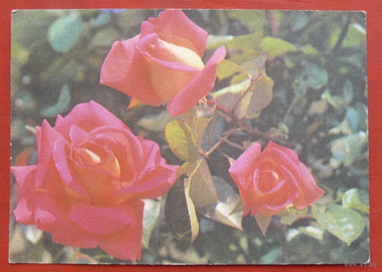 Роза чайно-гибридная. Подписанная. 1975 года. Круцко. 1230.