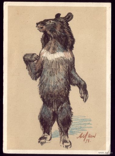 1956 год А.Лаптев Гималайский медведь