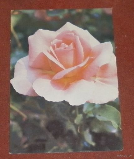 Открытка "Роза "Тиффени"" 1983г. чистая