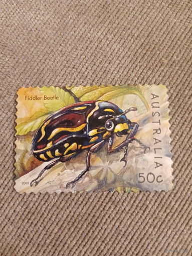 Австралия 2003. Жуки. Fiddler Beetle