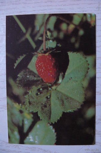 Календарик, 1992, Природа, земляничка.