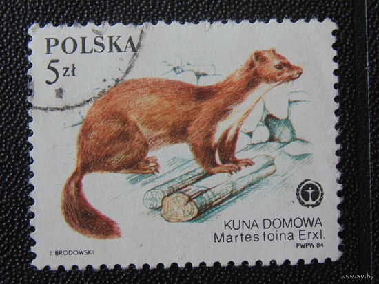 Польша 1984 г. Куница.