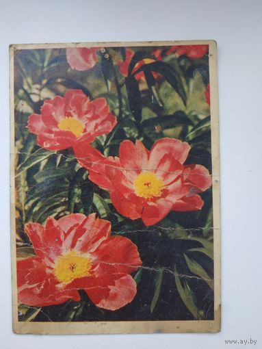 Открытка (почтовая карточка) "Красные пионы",1979, худ. Е. Игнатович