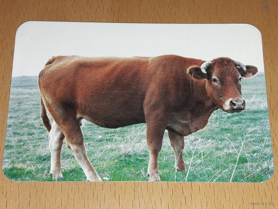 Календарик 1988 Испания. Фауна. Породистая корова