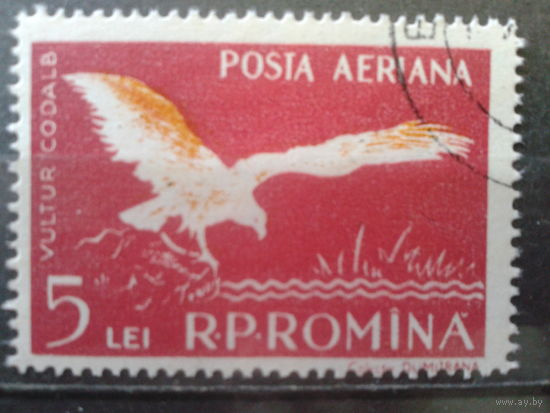 Румыния 1957 Птица, концевая марка Михель-1,7 евро гаш